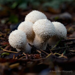 Group of Fungi